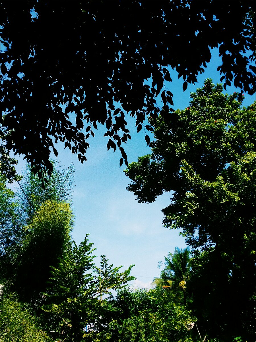 sky, blue, trees