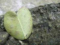 dried, leaf