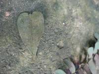 leaf, heart