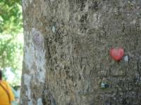 heart, red, tree, pin
