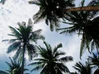 palm, trees