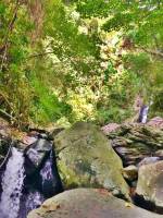 falls, nature, rocks, green