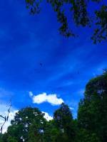bats, sky, trees