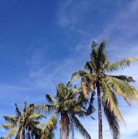 #coconut #nature # sky #niceview