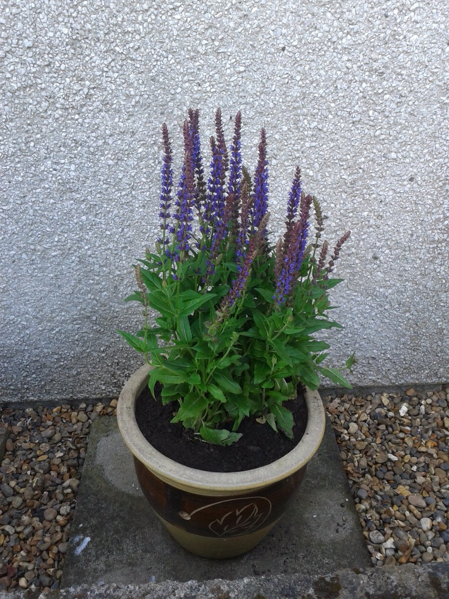 purple plant