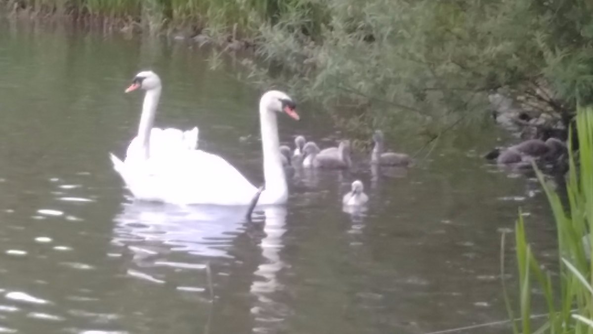 swans and cygnets