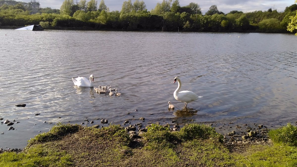 swans and cygnets