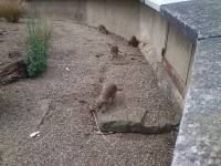 edinburgh zoo meerkats
