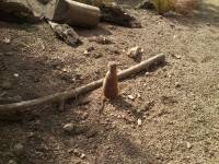 edinburgh zoo meerkats