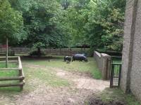 edinburgh zoo pygmy hippos