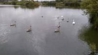 swans on the loch