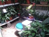 plants in the loo, guatemala