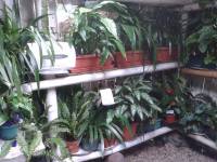 plants in the loo, guatemala