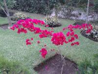 red flowers, finca filadelfia