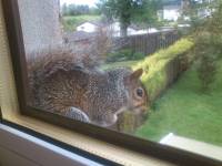 squirrel on my windowsill