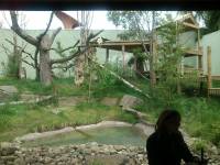 edinburgh zoo pygmy hippos