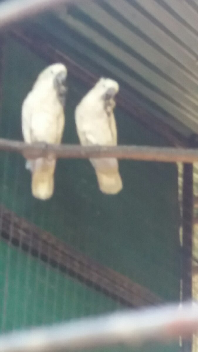 lovebird