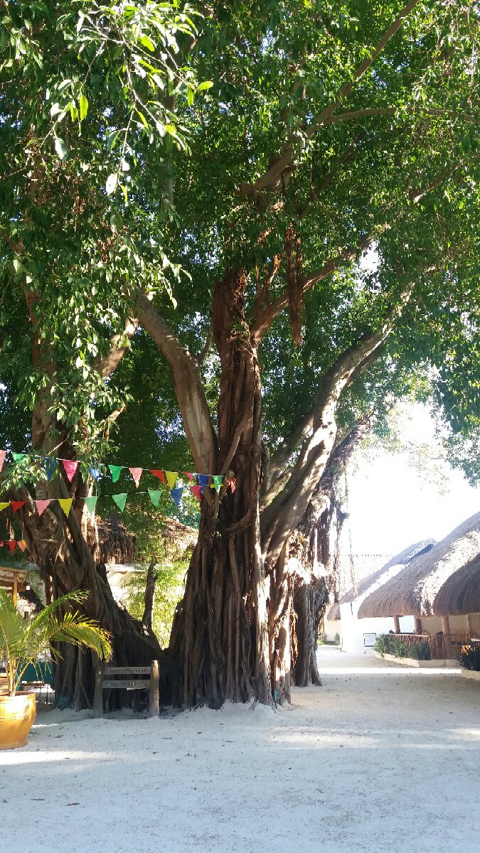 old tree