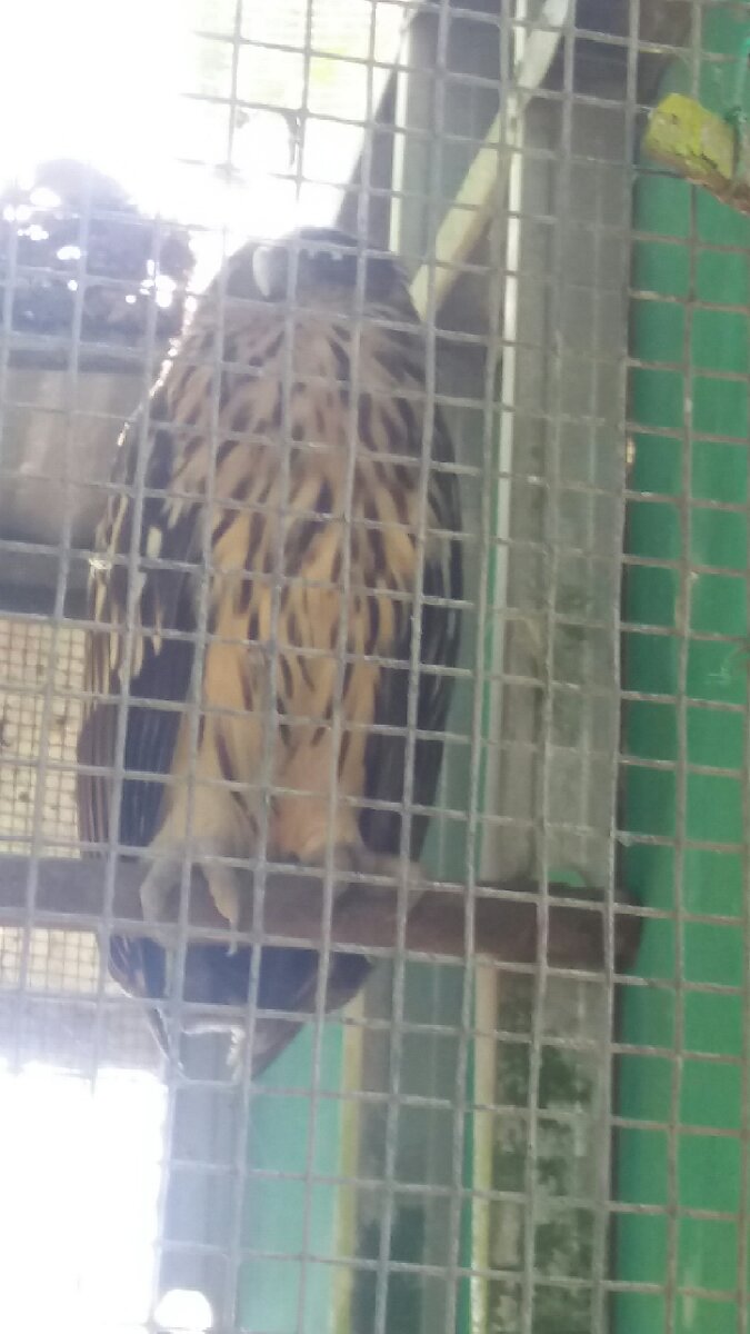 philippone eagle