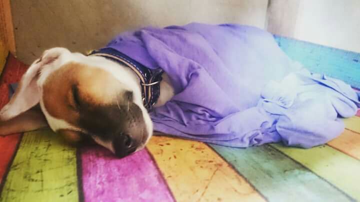 sleepy head