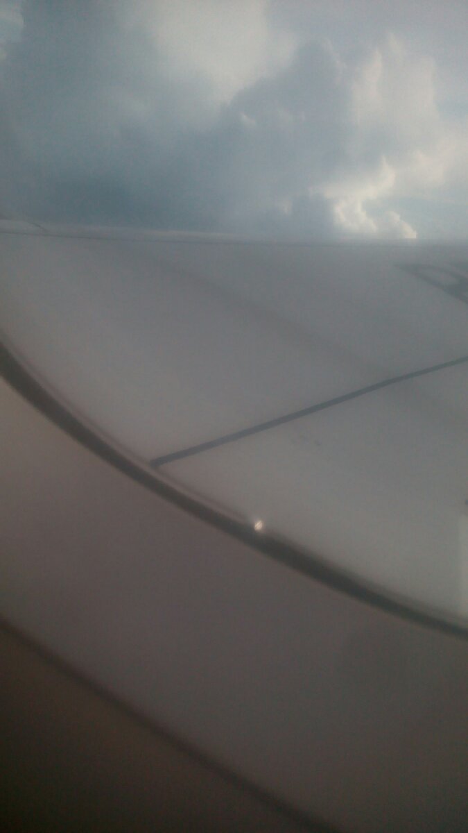 the wings