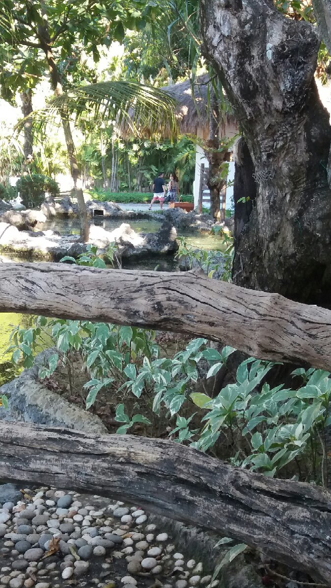 trees all over
