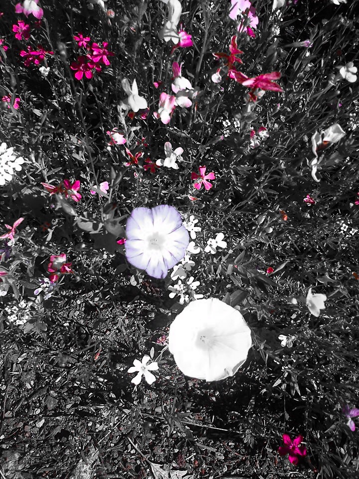 #Flowers