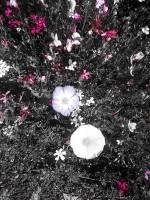 #Flowers