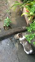 #Cat, #Cute, #Friend