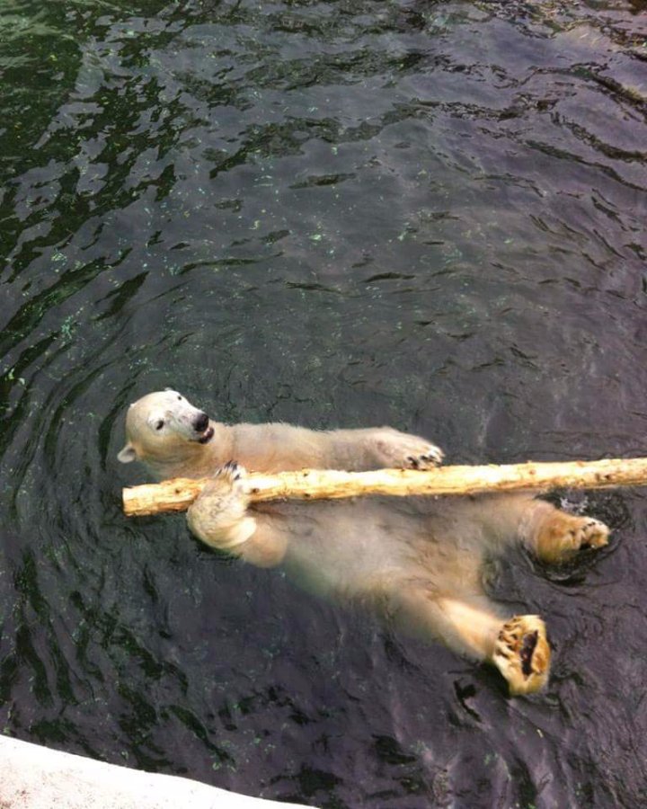 Bear, animal kingdom, korea