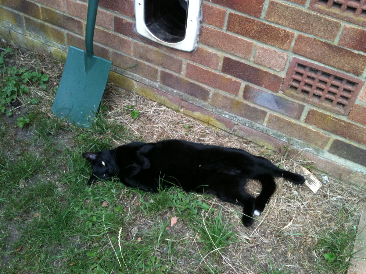 black cat