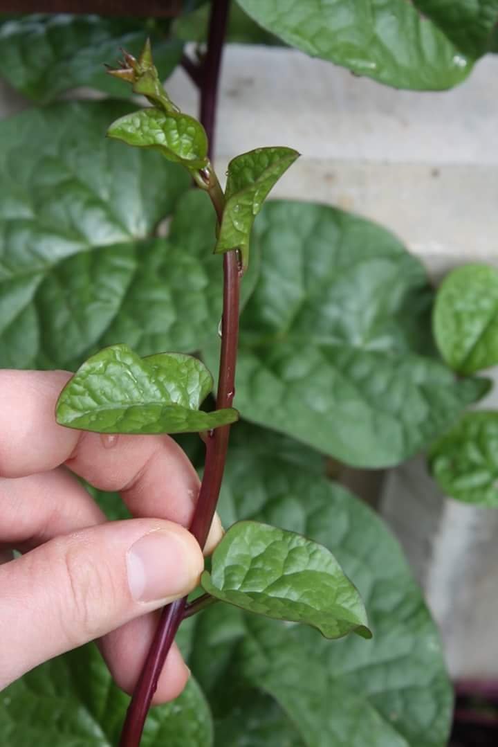 Alugbati. 