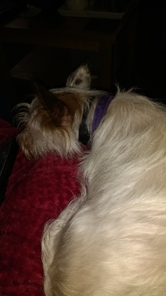 Poppy worn out after work