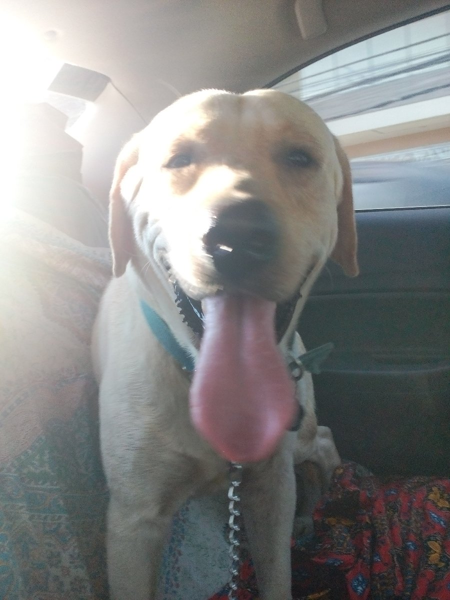 dog, pet, labrador