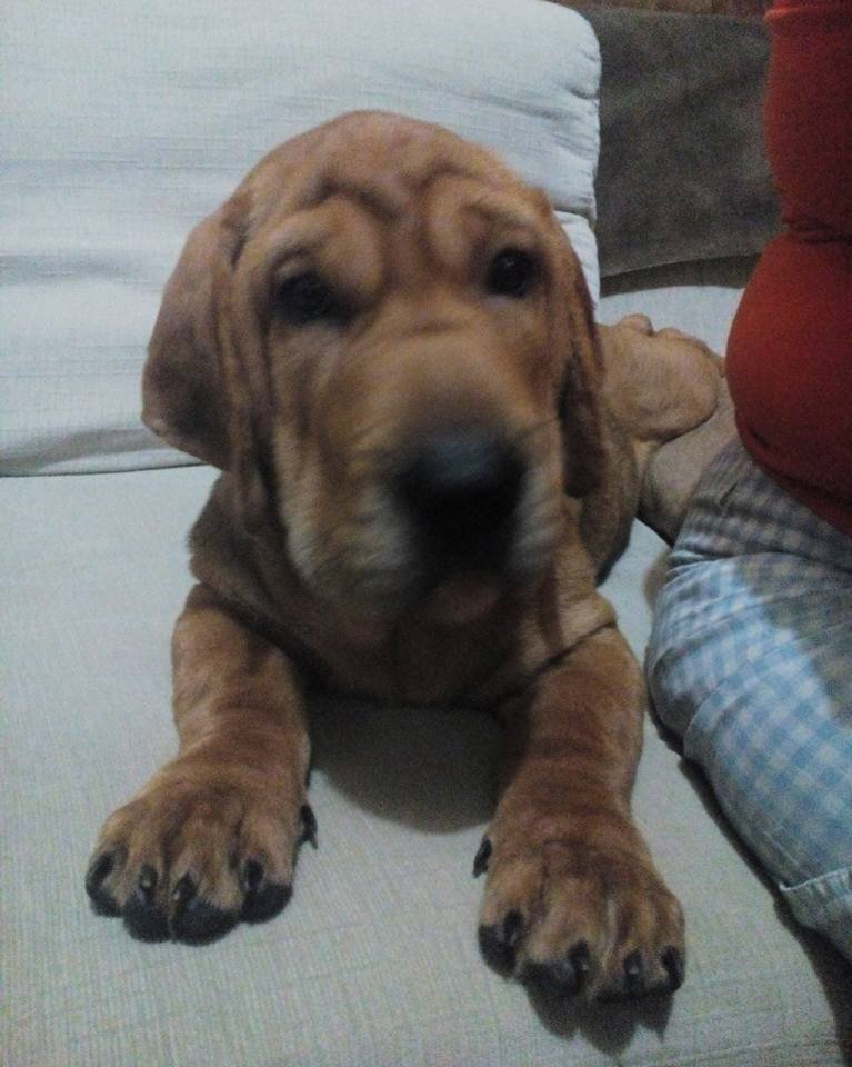 dog, pet, life