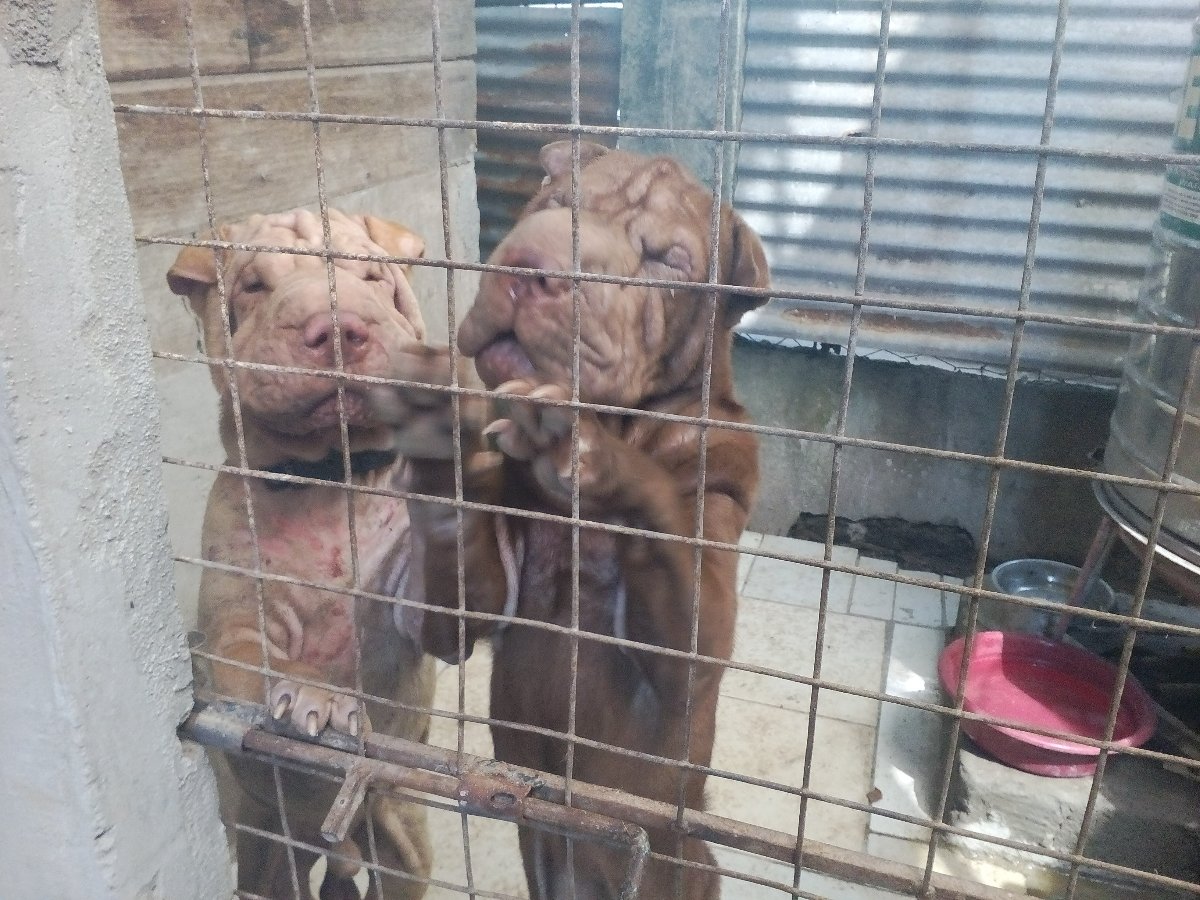 dog, pet, sharpei