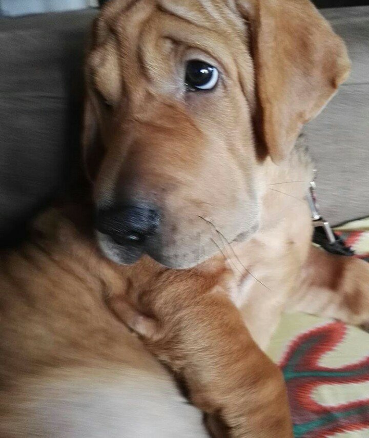 dog, sharpei, pet