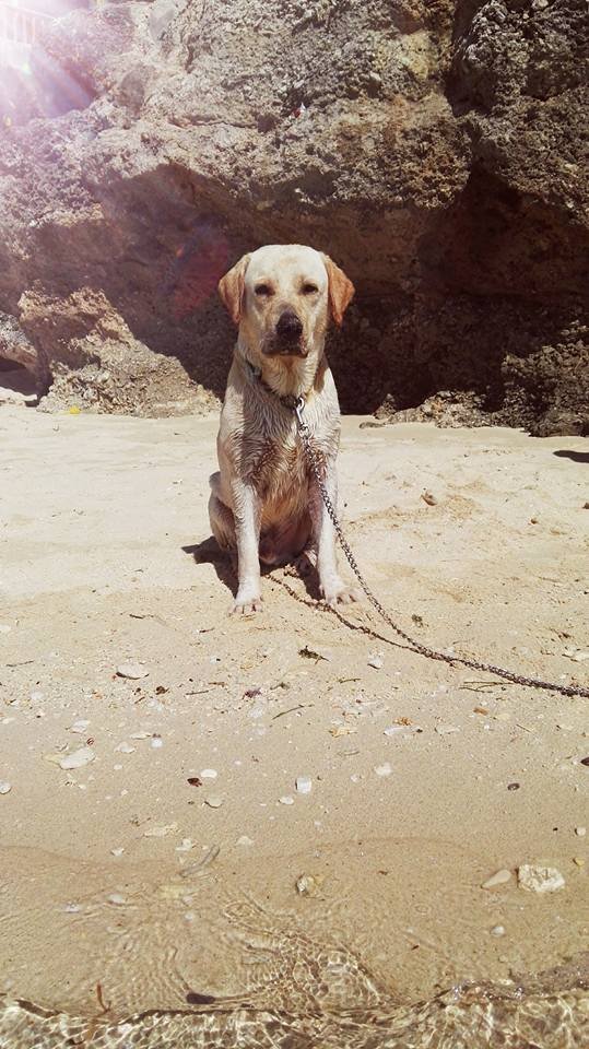 doggy, dog, pet, labrador, cutie