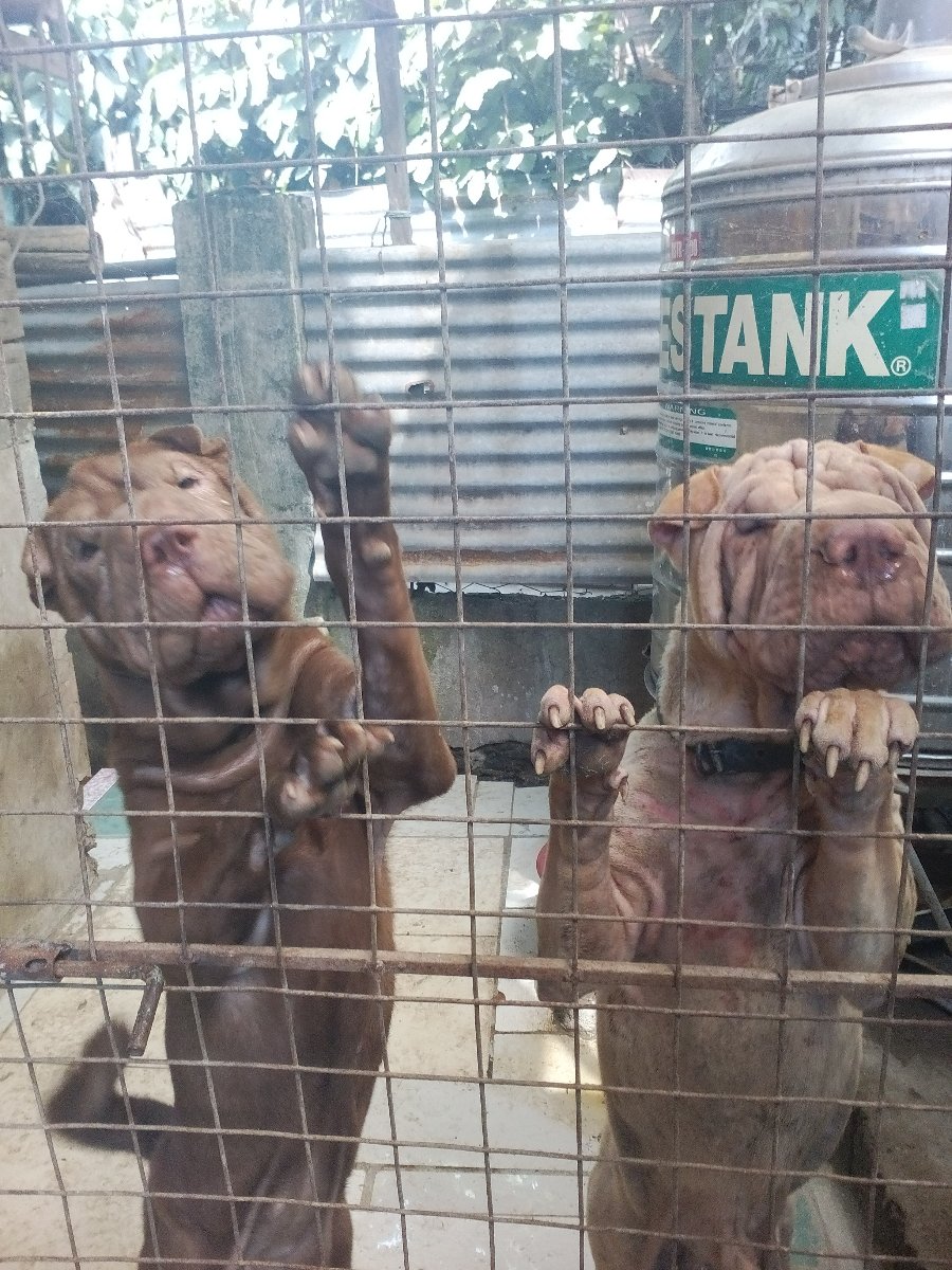 dogs, sharpei, pet