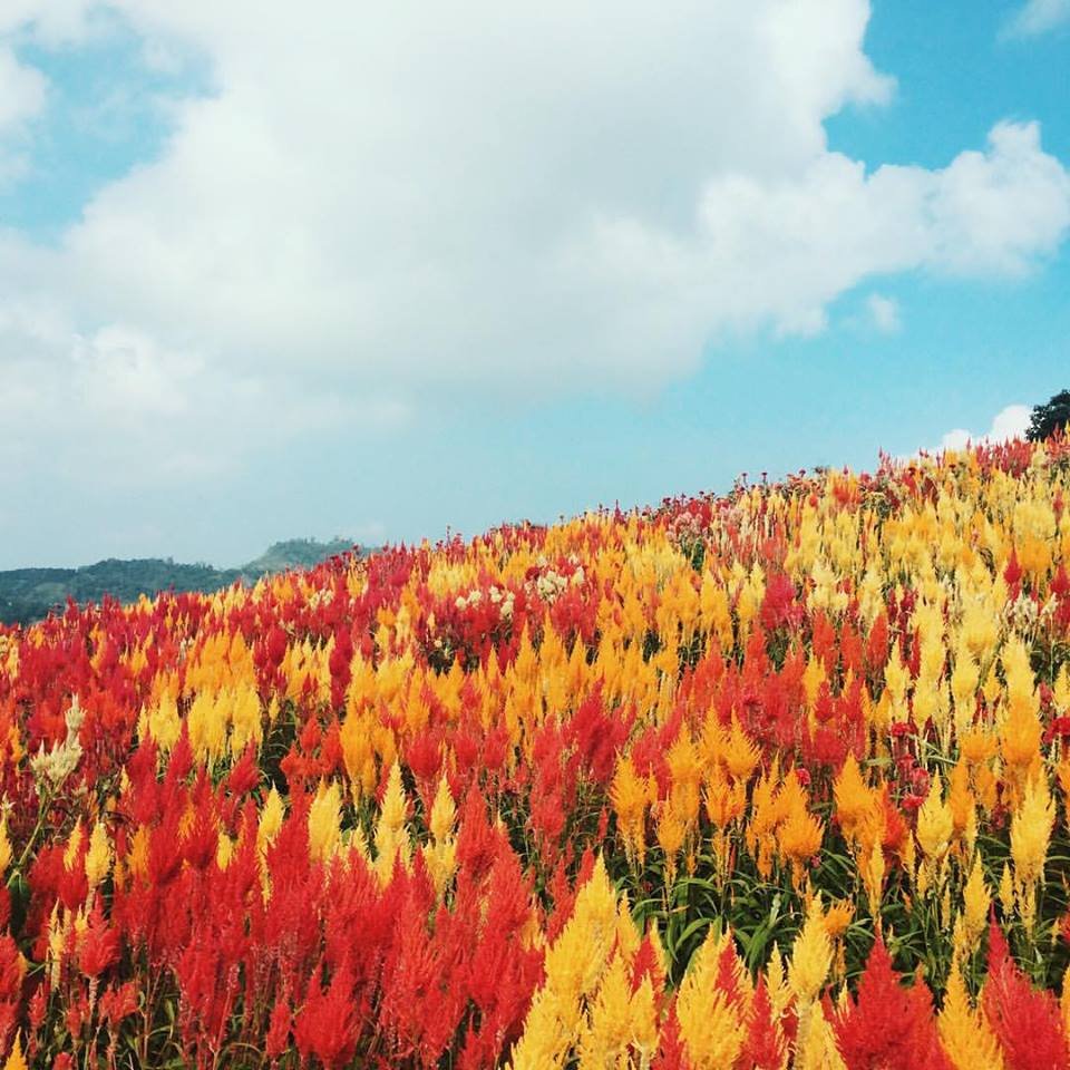 flowers, cebu, skies, nature