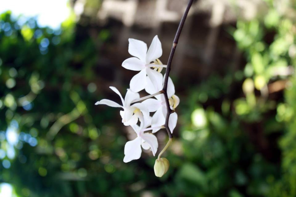 flowers, nature