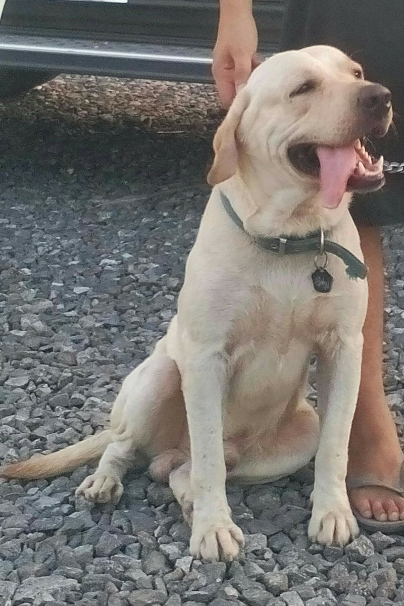 labradog, dog, cutie