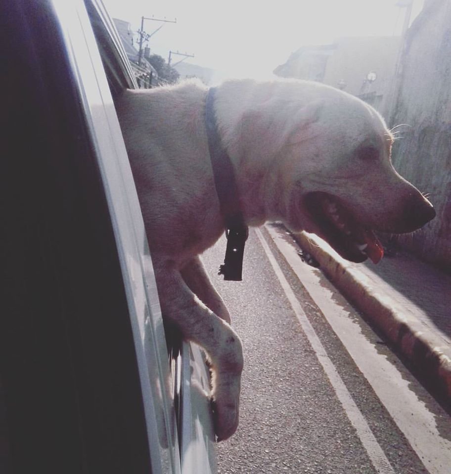 labrador, cute, pet