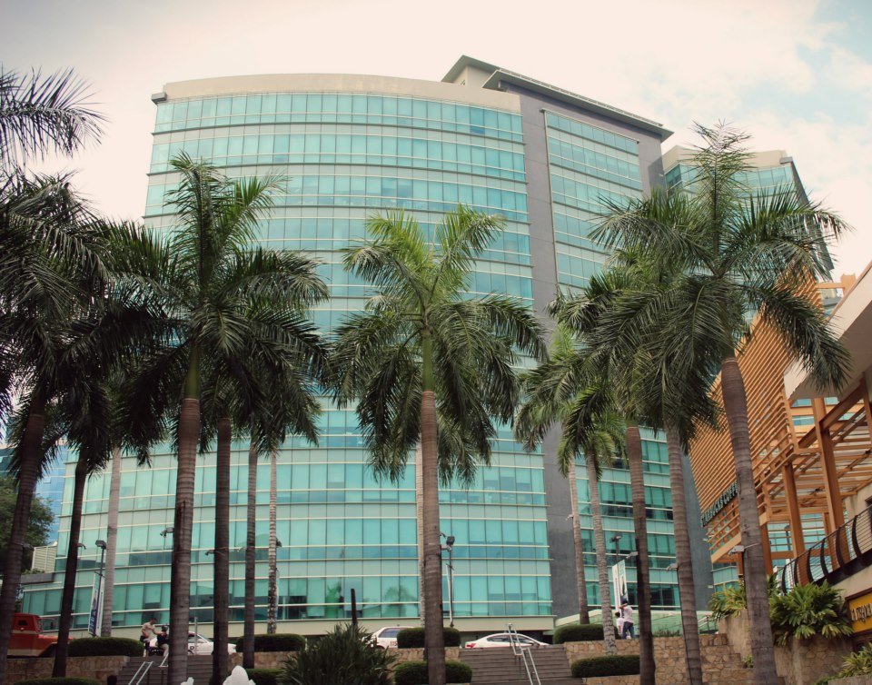 palm trees, cebu