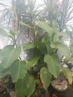 leaves, nature