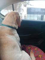 dog, pet, life