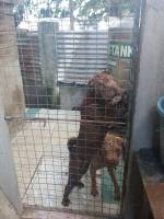dogs, sharpei, pet