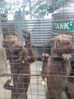 dog, sharpei, pet