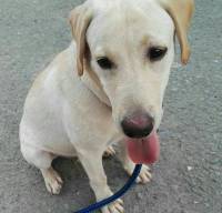 dog, pet, labrador