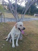 dog, pet, life